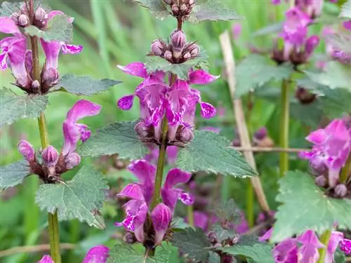 Lila deadnettle profil