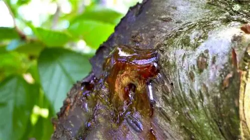 Bolezni češenj: simptomi, preprečevanje in nadzor