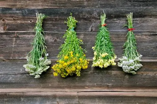 Yarrow pruning