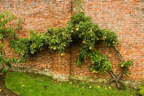 Buah Espalier: Beginilah cara anda mendapatkan bentuk pokok pir anda