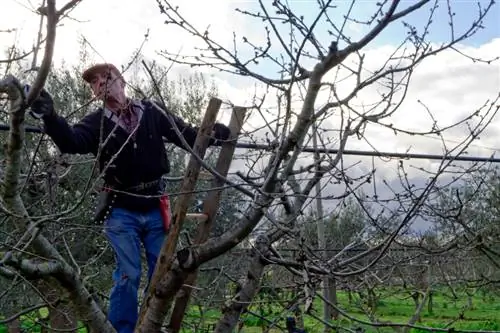 Cherry ntoo pruning