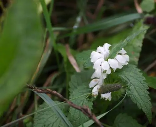 Características de la ortiga blanca