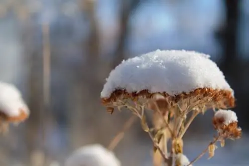 Yarrow Frost