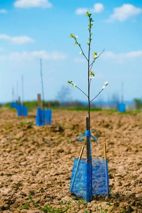 Harga pohon ceri: Berapa harga berbagai varietas?