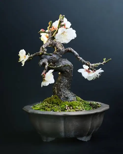 Třešňová bonsai