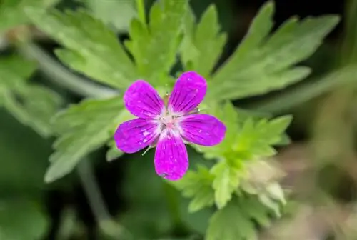 Meadow cranesbill: profil, caracteristici și potențial de vindecare