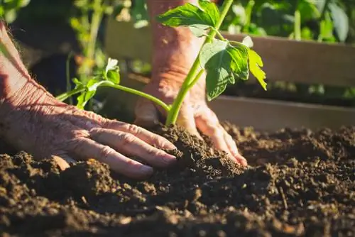 Plant tomato seedlings