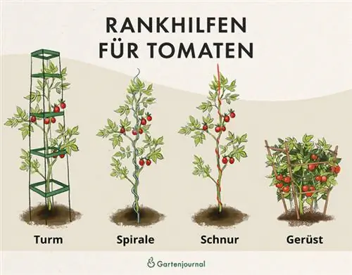 Spaljé för tomater som illustration