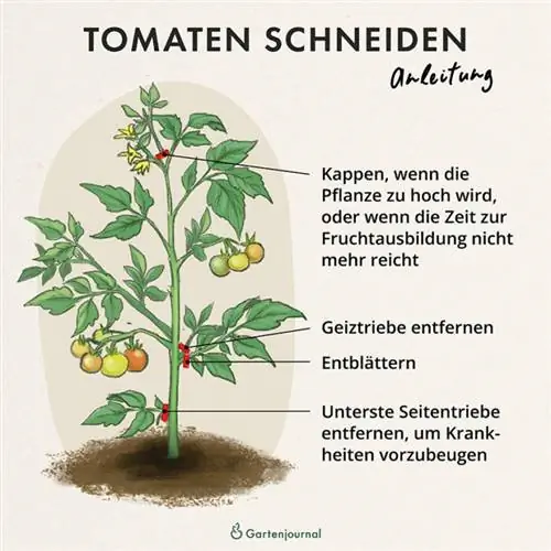 Instructions on how to cut tomato plants as an illustration