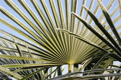 Is die dwergpalm gehard? Dit oorwinter dus sonder enige probleme