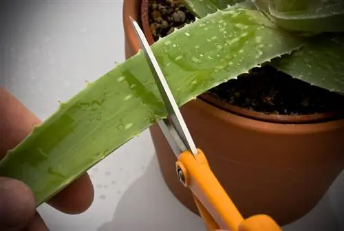 Aloe vera kəsin