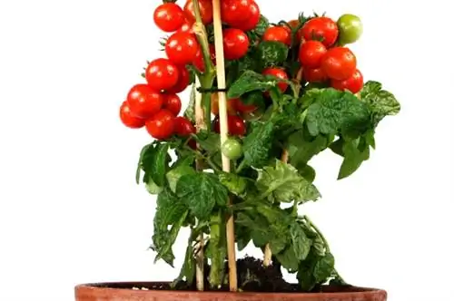 Planting tomatoes balcony