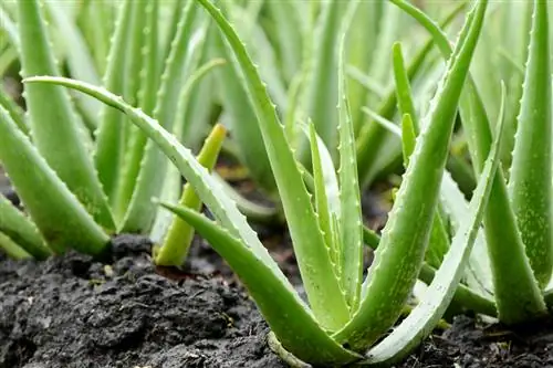 Aloe vera a slunce: kolik je pro rostlinu ideální?