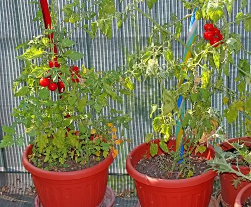 Balcone di pomodorini cocktail