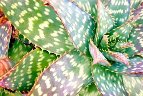 Aloe vera jinsi