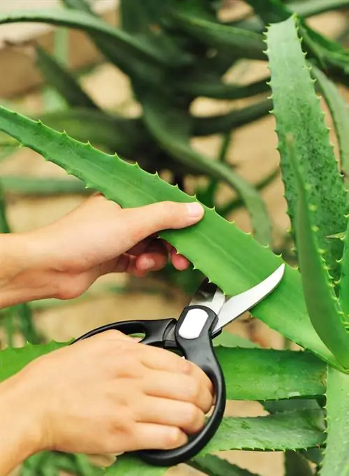 Aloe vera pruning