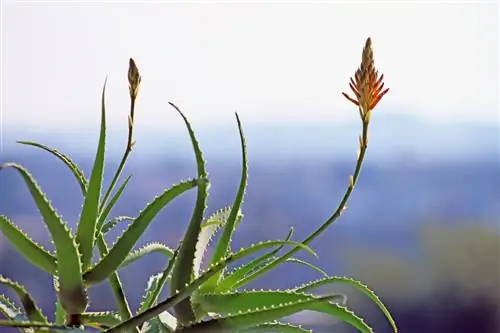 Lokacija aloe vere: najboljši nasveti za zdrave rastline