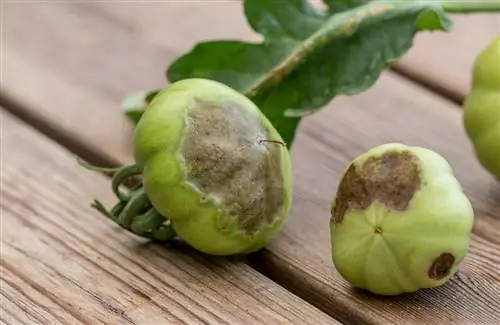 Tomatoes with brown spots