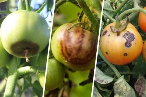 Comparison of blossom end rot, brown rot and blight on tomatoes