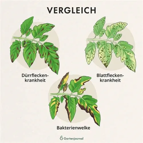 Sammenligning af mangelsymptomer hos tomatplanter