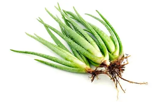 Aloe vera wortelvrot