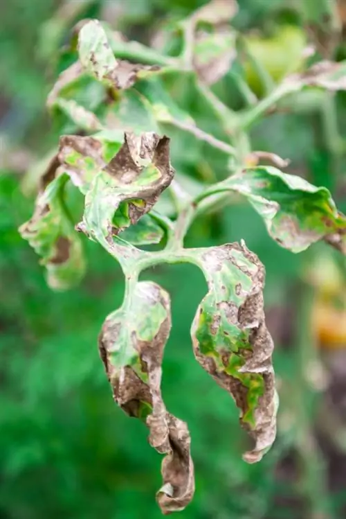 Daun tomat berwarna coklat