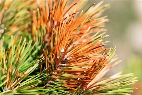 Japanese umbrella fir: What to do about brown needles?