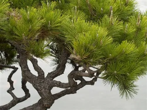 Height growth of the Japanese umbrella fir: What can you expect?