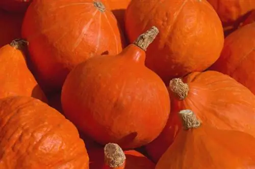 Calabaza Hokkaido: cuidado, cultivo y cosecha fáciles