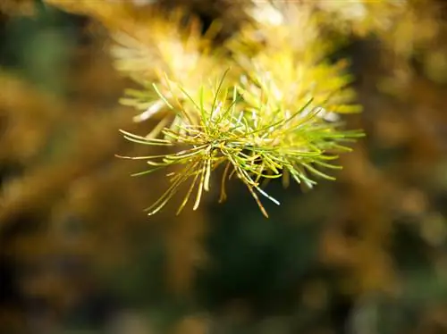 Abeto guarda-chuva japonês fica amarelo