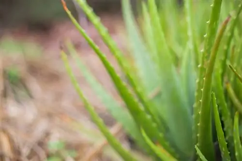 Äkta aloe vera: vård, förökning och helande effekter