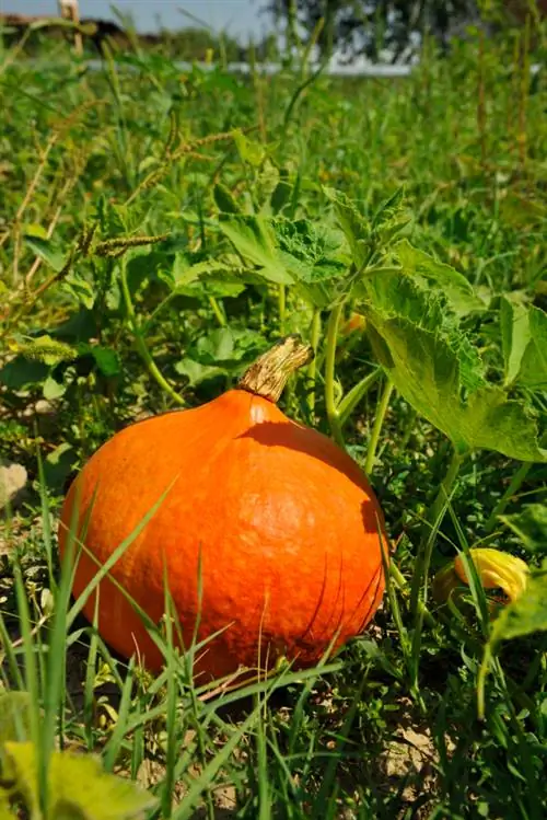 Pagputol ng Hokkaido pumpkin nang mahusay: Narito kung paano ito gawin nang tama