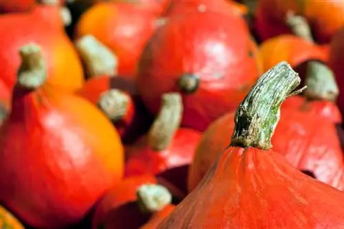 Cosecha de calabaza de Hokkaido: el momento óptimo y consejos