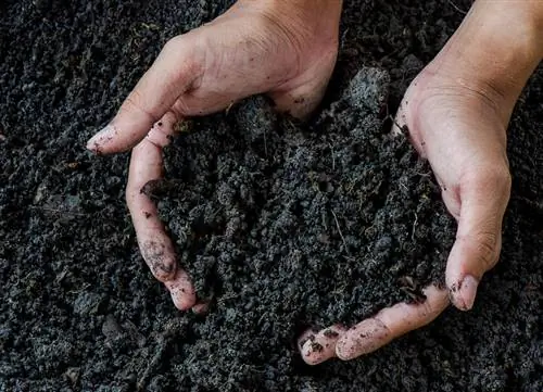 Fertiliser le sapin parasol : quand, comment et avec quoi de mieux ?