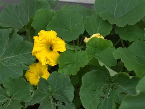 Calabaza Hokkaido en el jardín: cultivo y cuidado fáciles