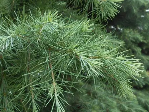 Cutting Japanese umbrella fir: When and how it is necessary