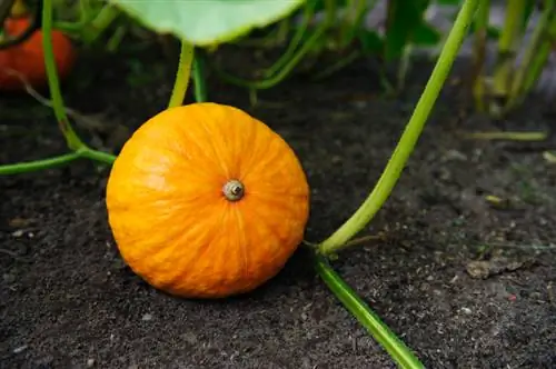 Citrouille d'Hokkaido mûre