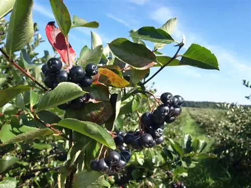 Planta aronia