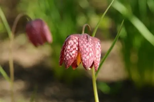 Vellykket formering af skakternet blomster: brug frø