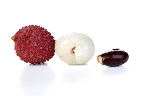 Plant lychees