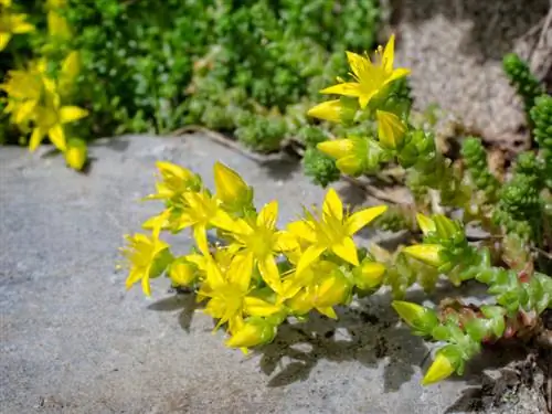 Stonecrop yang dapat dimakan: Digunakan sebagai tanaman rempah dan obat