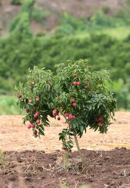 Propagar lichi