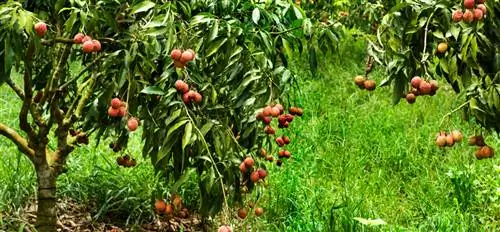 Lychee tree in Germany