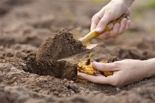 Plantando gladíolos: um guia detalhado