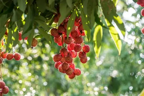 Entretien du litchi