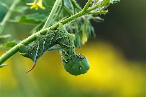 کاترپیلار روی گوجه فرنگی