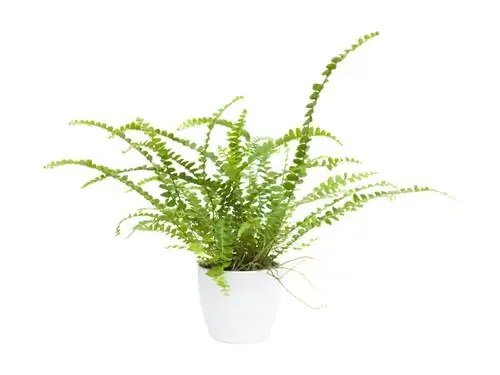 Watering maidenhair fern