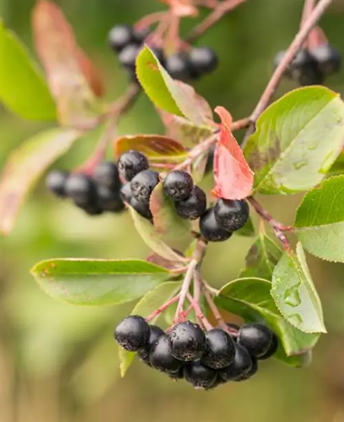 การตัด Aronia: เมื่อไหร่และอย่างไรจึงจะเติบโตอย่างเหมาะสม?