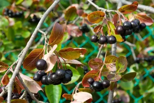 Cuidado de las bayas de aronia