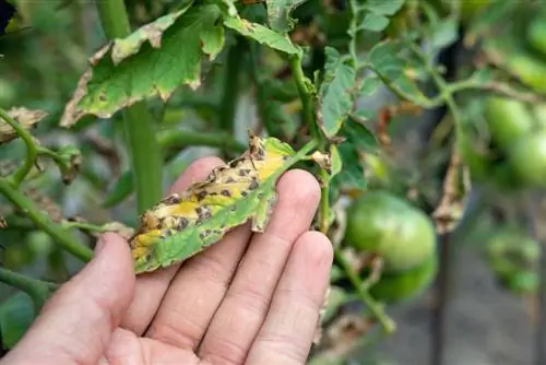 Hojas amarillas en tomates.